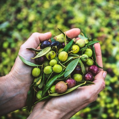 A wooden pallet bin full of Arbequina Olives during the 2018 harvest in Bovera, Catalonia, Spain.