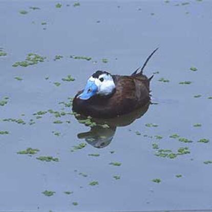 Un pato malvasía cabeciblanca en la laguna de El Hondo, en Alicante.