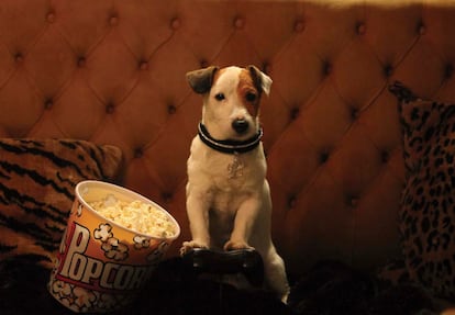 Pancho, el perro millonario (Tom Fernández, 2014)

	El cine español cuenta finalmente con su estrella canina a la altura de Lassie o Rin-Tin-Tin. Este simpático Jack Russell hizo su presentación en el mundo de la publicidad y como algunas modelos ha acabado realizando su traslado a la pantalla. Le deseamos mucho éxito en su carrera cinematográfica y a ser posible con secuelas siguiendo la saga canina: El regreso de Pancho, Pancho, la aventura continúa; Pancho, el desenlace final…