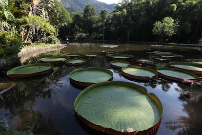 Constituye unos de los principales pulmones de Río: actúa como lugar de esparcimiento y relax que invita a la lectura y al paseo como una vía de escape dentro de la bulliciosa Río. En la foto, un detalle de nenúfares Victoria amazónica en el Jardín Botánico de Río de Janeiro (Brasil).