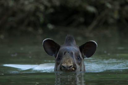 Tapir nadando en la cuenca del Iguazú. Está amenazado por la continua fragmentación de la selva paranaense y por la continua alteración del régimen hídrico.