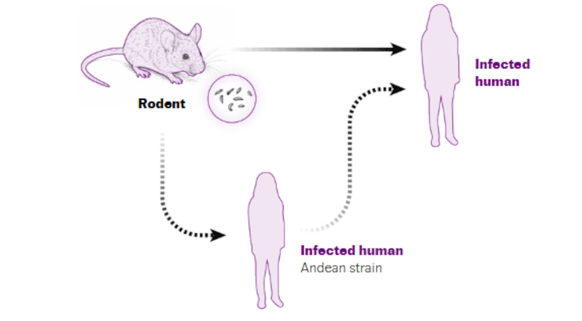 How was hantavirus transmitted? A visual explanation of the ‘MV Hondius ...