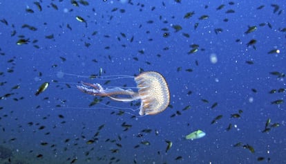 Ejemplar de pelagia noctiluca, medusa típica del mar Mediterráneo.