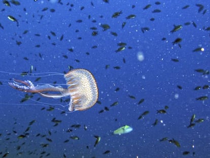 Ejemplar de pelagia noctiluca, medusa t&iacute;pica del mar Mediterr&aacute;neo.