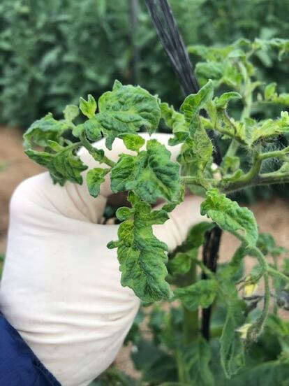 Una tomatera afectada por ToBRFV o Tobamovirus, virus del fruto rugoso marrón del tomate. 