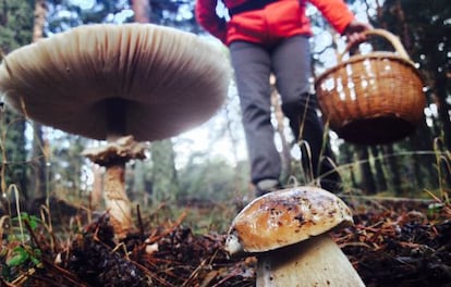 Mushroom gathering in Riofrio, Segovia.