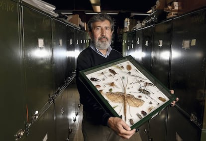 Francisco Sánchez-Bayo con una muestra de insectos.