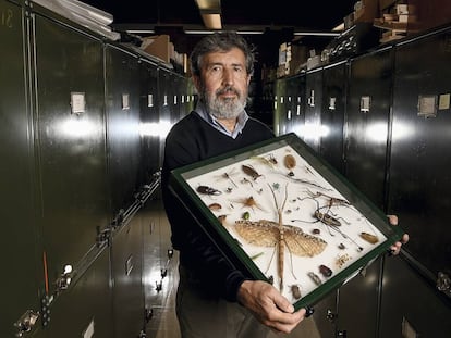 Francisco Sánchez-Bayo con una muestra de insectos.