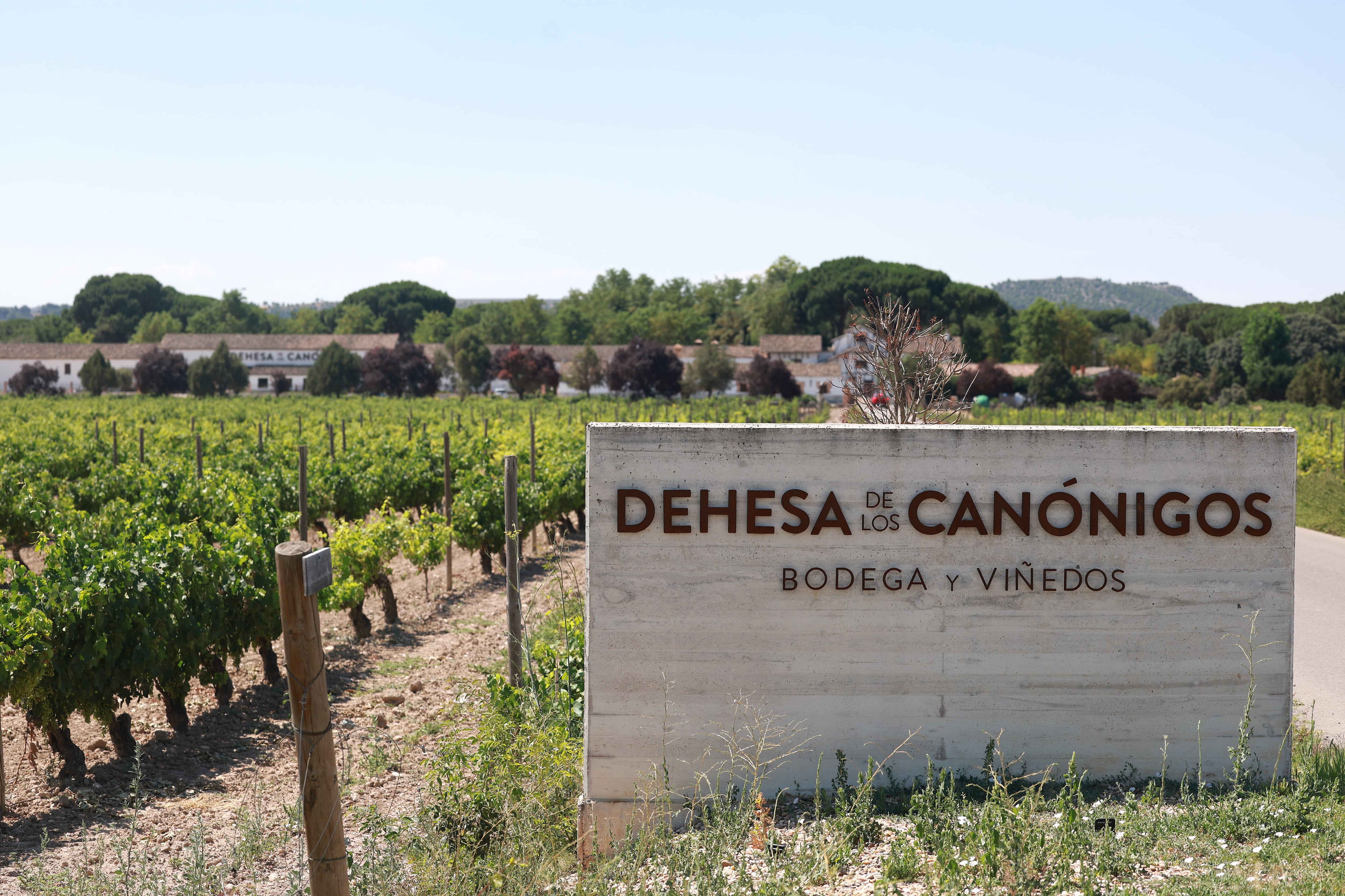 Bodega y viñedos Dehesa de los Canónigos donde Iván Sanz Cid era el director general.