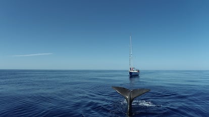 Un cachalote se sumerge en aguas de Baleares frente a la proa del velero que emplean los científicos de Tursiops para el estudio de estos cetáceos.