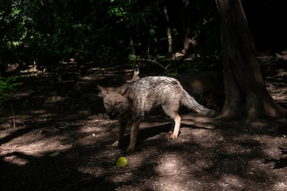 En 2015, tras la muerte de su madre a manos de un cazador en Bombal, seis cachorros de zorro gris fueron entregados a una perrera. Ninguno pudo ser liberado por no tener las habilidades necesarias para sobrevivir. 