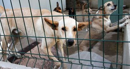 Algunos de los perros acogidos por la Sociedad Valenciana de Protecci&oacute;n de Animales y Plantas en el refugio de Valencia.