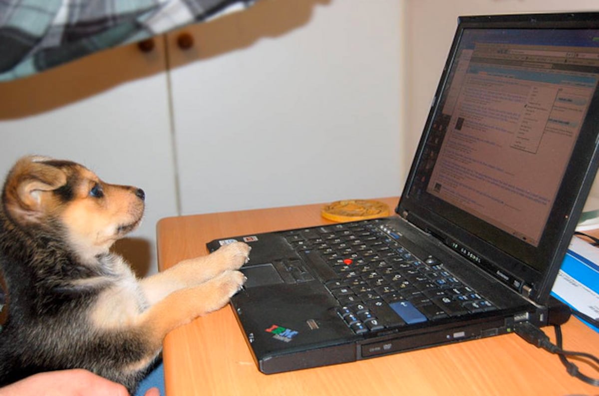 Perro Internet Random Leemos a los perros y hacemos clic a los gatos | Animales y CIA | EL PAÍS