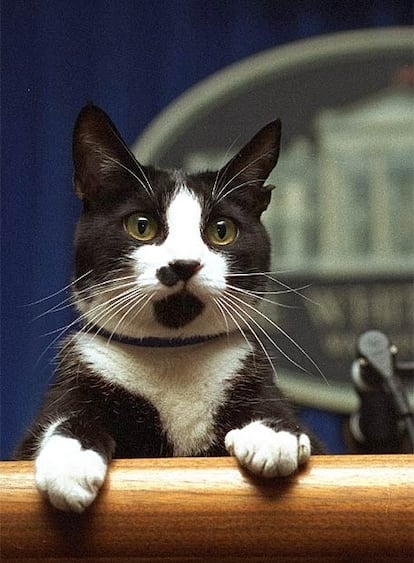 Socks (Calcetines), el famoso gato del matrimonio Clinton durante se estancia en la Casa Blanca, ha muerto a los 20 años. El minino fue adoptado por los Clinton para su hija Chelsea cuando Bill Clinton era Gobernador en Arkansas y acompañó a la familia a la Casa Blanca en 1993. Socks se convirtió en uno de los personajes más fotografiados durante la presidencia del presidente número 42 de EE UU. Cuando Bill Clinton dejó la presidencia estadounidense, el gato pasó a vivir con la ex secretaria de Clinton, Currie, en Hollywood.