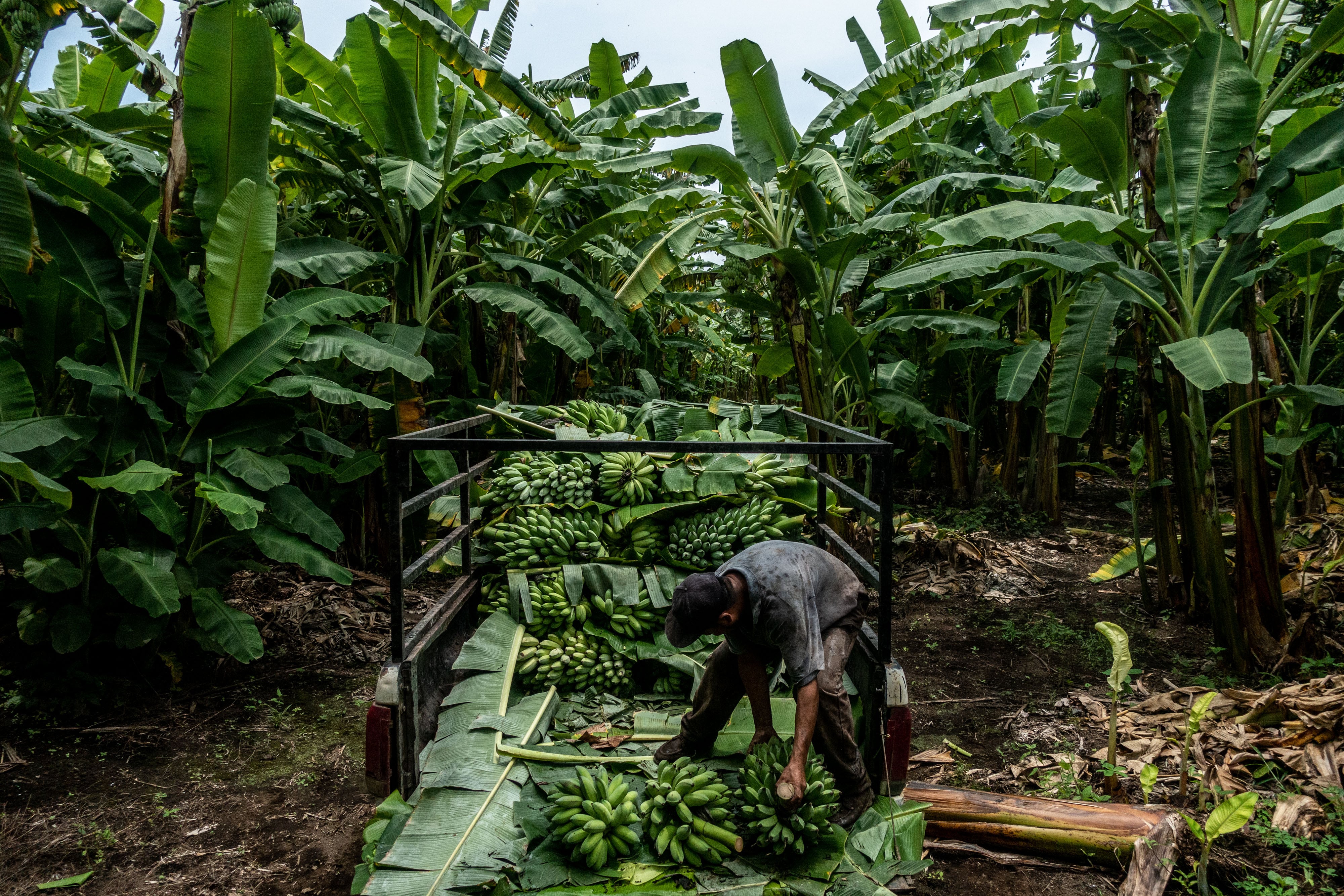 El cambio climático amenaza la exportación de banano, clave para la economía latinoamericana