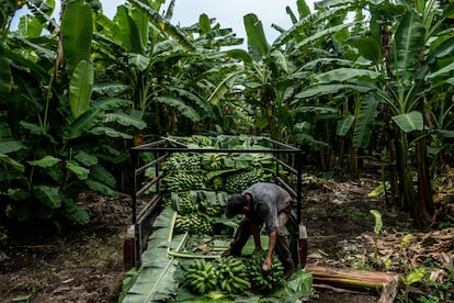 Cultivos de plátano