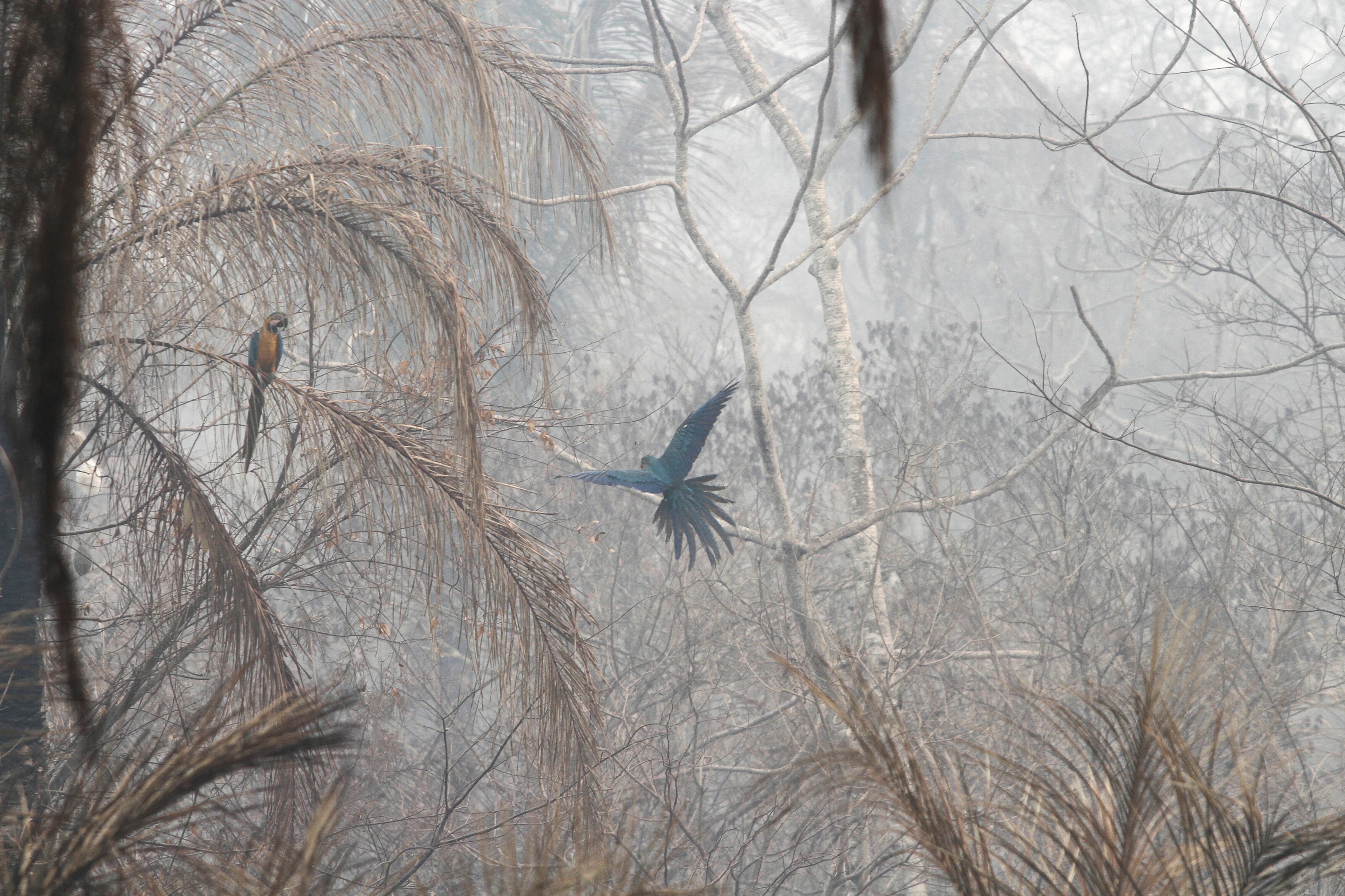 Loros vuelan entre el humo provocado por los incendios forestales en la comunidad de Palestina, en Concepción (Bolivia), el pasado día 13.