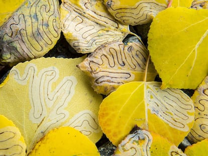 Folhas de álamo com padrões de larva.