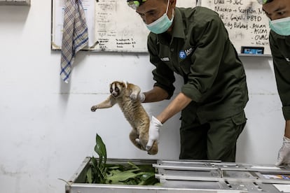 Pudin sostiene a un loris perezoso de Java tras ser revisado por un veterinario en el centro de rehabilitación, el pasado 18 de enero, en Bogor.