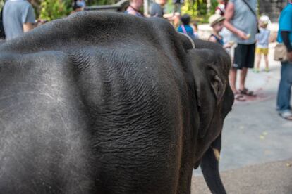 Fotografía de Dumbo, la cría de elefante fallecida, donde se pude ver el aspecto esquelético del animal.