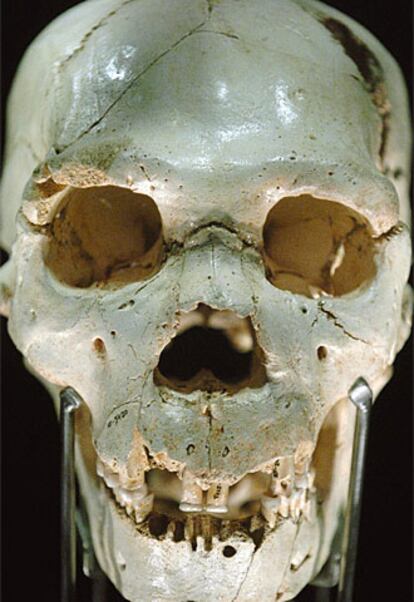 <i>Miguelón</i>, el cráneo estrella de la exposición que hoy se ha presentado en Madrid.