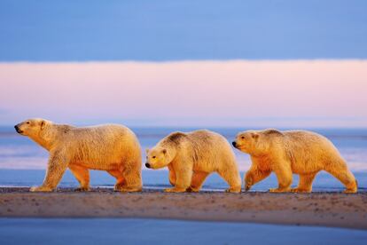 Una madre y sus cachorros de osos polares caminan junto a la costa bajo una espectacular puesta de sol en el Refugio Nacional de Vida Silvestre del Ártico en North Slope, Alaska (EE UU), el 14 de febrero de 2013.