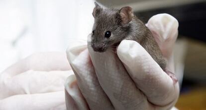 Ratón del laboratorio en la Universidad Autónoma de Barcelona