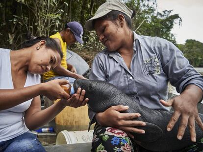 Una vida protegiendo a las criaturas acuáticas del Amazonas