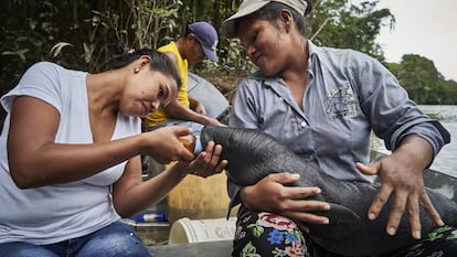 Uma vida protegendo as criaturas aquáticas do Amazonas