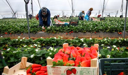 Un grupo de mujeres recoge fresas en una explotación agrícola de Cartaya, en la provincia de Huelva.