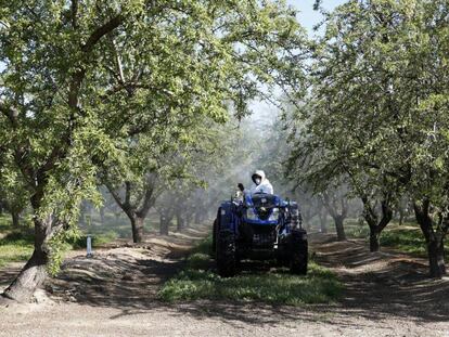 Trabajos de fumigación en un campo de almendros en San Joaquín, California.