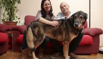 Antonia Muñoz y Julián Tenllado, con Chacho en su casa de San Sebastián de los Reyes.