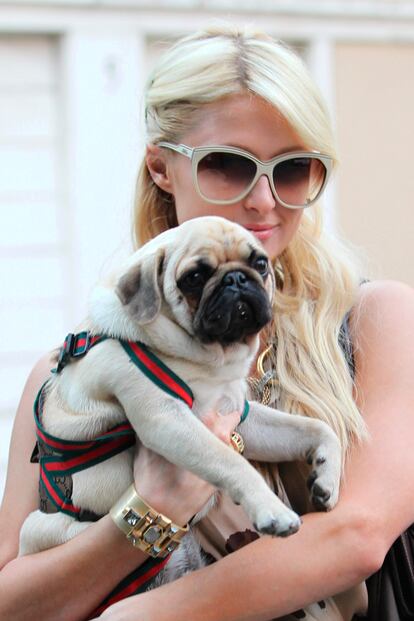 Paris Hilton adora a sus mascotas. La heredera del magnate hotelero está tan obsesionada con sus perros que lanzó una marca de ropa para perros llamada Little Lily y en la que incluso se venden réplicas de vestidazos de los Oscar en versión canina.