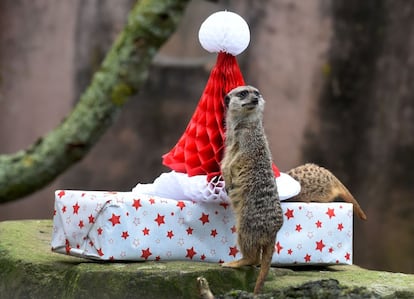Un suricata examina su regalo de Navidad antes de abrirlo, en el zoo de Hanover (Alemania). 