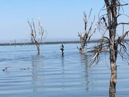 El lago Naivasha es una de las principales fuentes de agua dulce de Kenia.