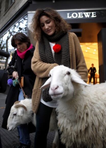 Ovejas en la calle Serrano por la Campaña de la Lana