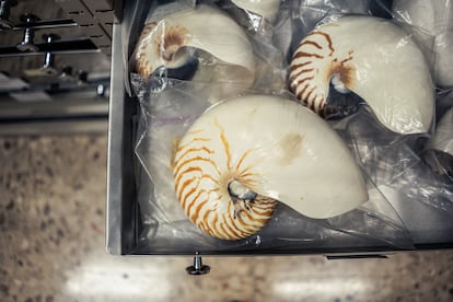 Un ejemplar de 'Nautilus pompilius', conservado en la colección de malacología del Museo Nacional de Ciencias Naturales, en Madrid.
