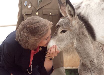 La reina Sofía acaricia un burro de pocas semanas durante la visita que realizó a la yeguada militar de La Turquilla en mayo de 1994.