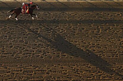 Sesión de entrenamiento del caballo Classic Empire ante la próxima competición en el Pimlico Race Course de Baltimore (Estados Unidos).