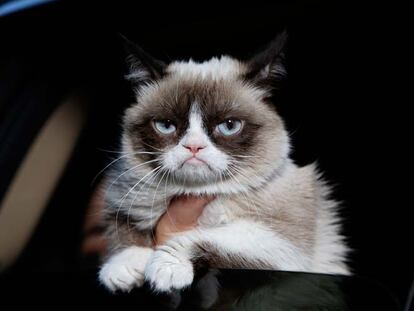 Asúmelo, tu gato no te quiere