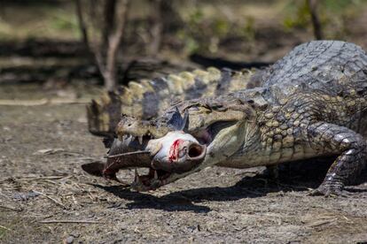 El cocodrilo azul es común en las aguas turbias del río Japurá, en plena Amazonia brasileña.