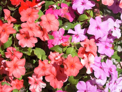 La alegría de la casa ('Impatiens walleriana') no para de florecer prácticamente durante todo el año.