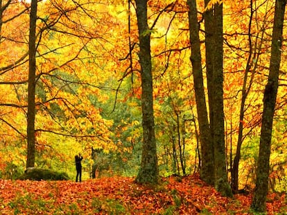 Las políticas de conservación insuficientes, la amenaza de los incendios y el abandono del medio rural explican la vulnerabilidad de los bosques.