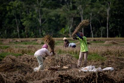 Varios granjeros indonesios trabajan en un campo de arroz de Temanggung, Indonesia.