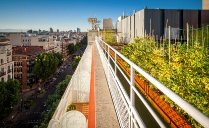En el hotel Wellington de Madrid se plantaron vides en primavera de 2016. Actualmente se acerca a su objetivo de producir una cosecha de alrededor de cien botellas anuales.