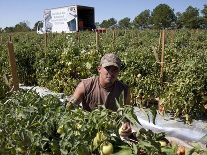 Un temporero de origen latino recoge tomates en una plantación en Steele, en Alabama.