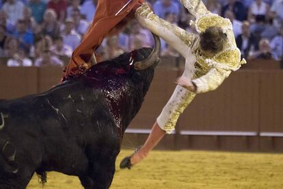 Sevilla/24-09-2016: El diestro Javier Jimenez es cogido por el sexto toro de la corrida de Feria de San Miguel en la Maestranza de Sevilla
FOTO: PACO PUENTES/EL PAIS