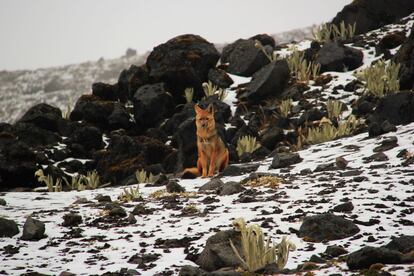 Una de las consecuencias del derretimiento de los glaciares será la pérdida de biodiversidad.