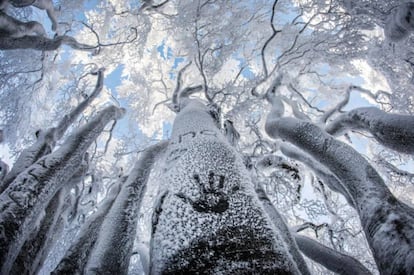 Bosque nevado en las montañas Taunus