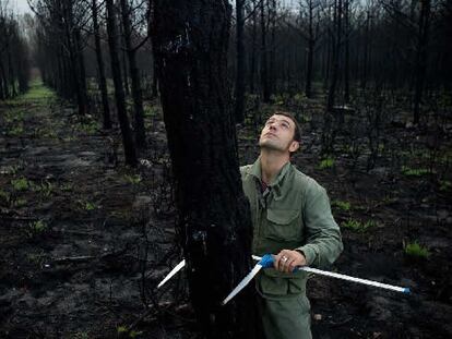 Carlos Pérez, agente forestal, en los montes de Xaviña, en el &#39;concello&#39; de mediciones de la madera quemada.